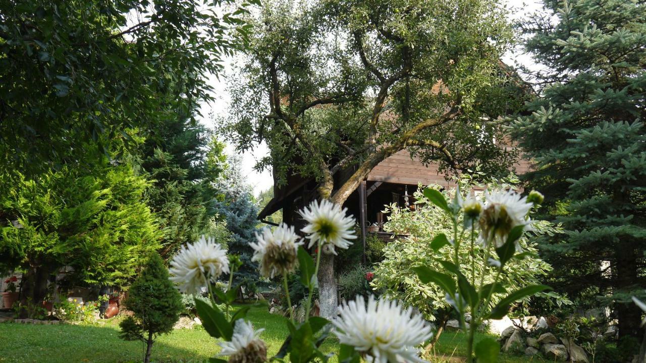Cabana Rustic Borşa Dış mekan fotoğraf